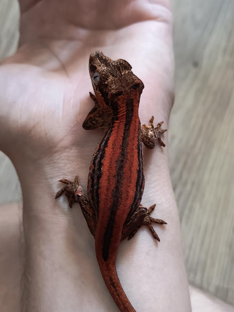 Gecko Sizo