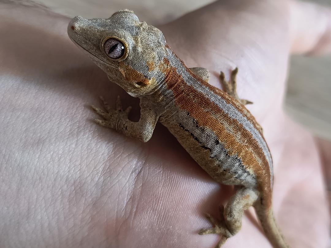 Gecko Sizo
