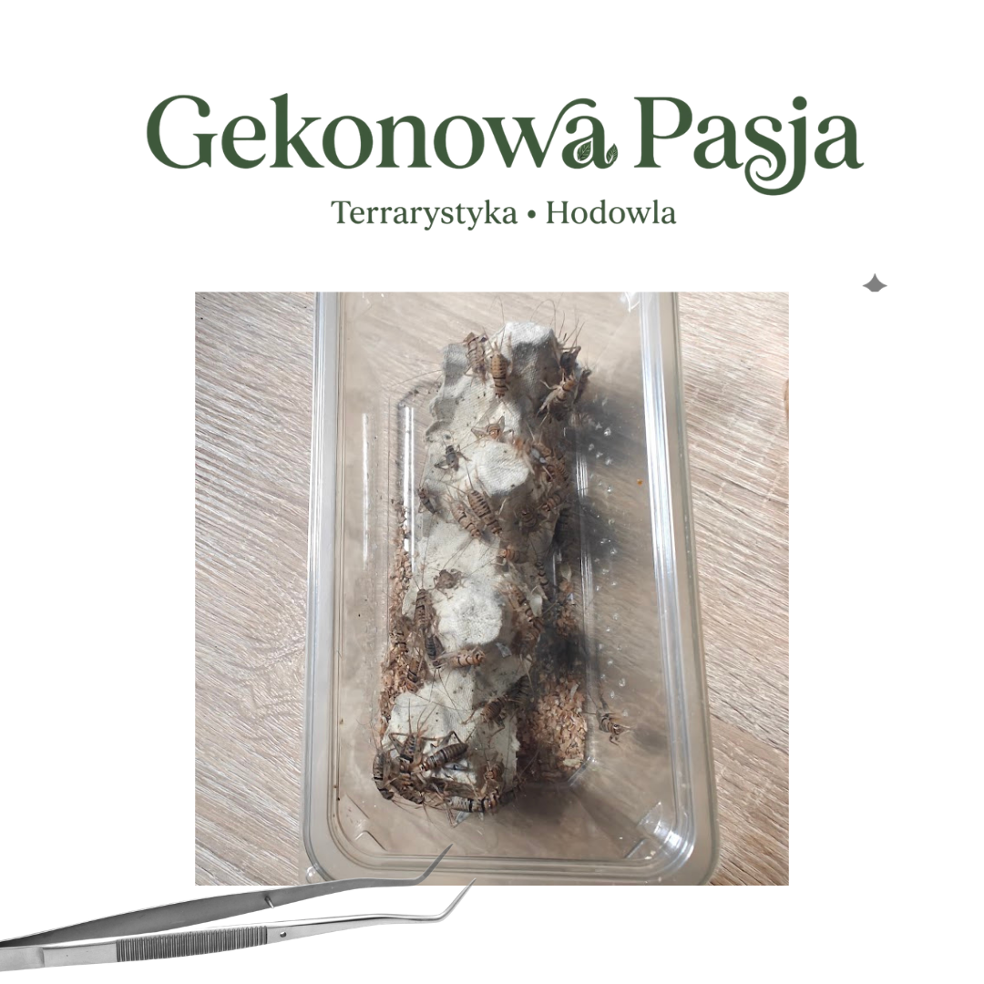 Świerszcz bananowy — odbiór osobisty Warszawa